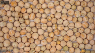 Seed